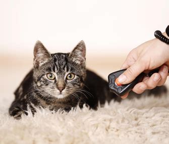 Clicker Training vs. Lure-Based Training for Cats - Vetstreet | Vetstreet