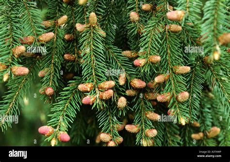 Norway spruce (Picea abies), branches with blooming cones Stock Photo - Alamy