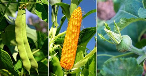 Corn, Beans, Squash – Native American Netroots