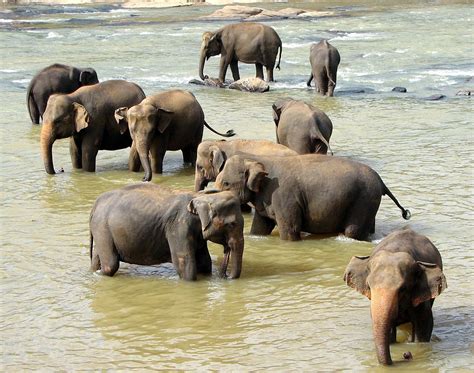 Asian elephant herds lack clear matriarchs, strict hierarchies: new study