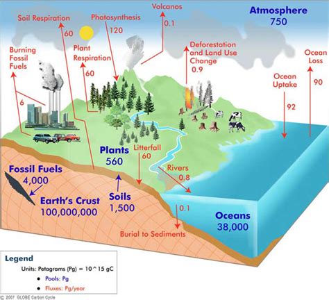 CARBON CYCLE DIAGRAM - Unmasa Dalha