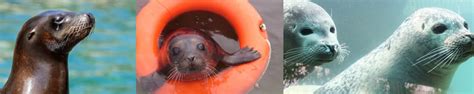 Experience Seal Rescue Ireland | Your Daily Adventure