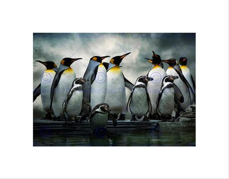 Emperor Penguin Huddle