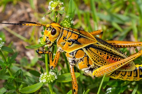 Eastern lubber grasshopper eating by CyclicalCore on DeviantArt