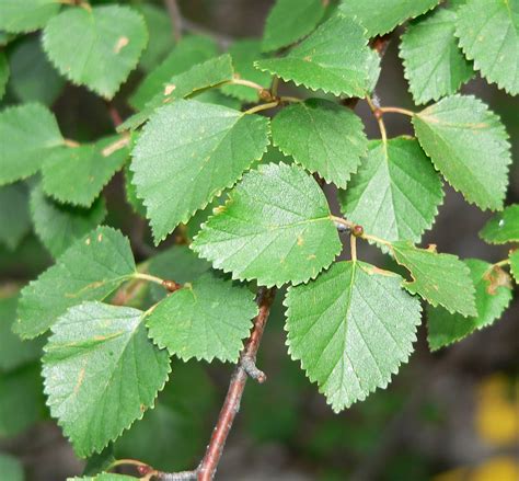 Water Birch leaves | Deciduous trees, Native plants, Plant leaves