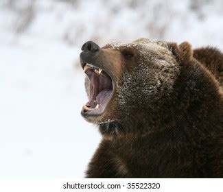 Grizzly Bear Growling Stock Photo 35522320 | Shutterstock