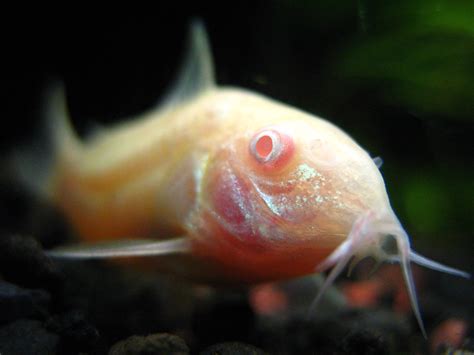 9 Facts About The Cory Catfish aka The Corydora - Aquapparel