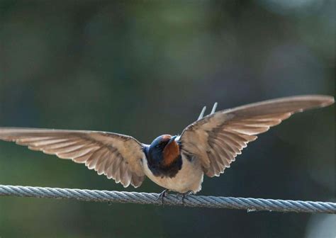 Barn Swallow Behavior - AnimalBehaviorCorner