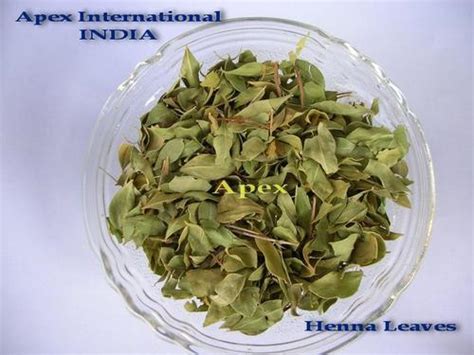 Lawsonia Inermis Leaves Manufacturer, Lawsonia Inermis Leaves Supplier in UK