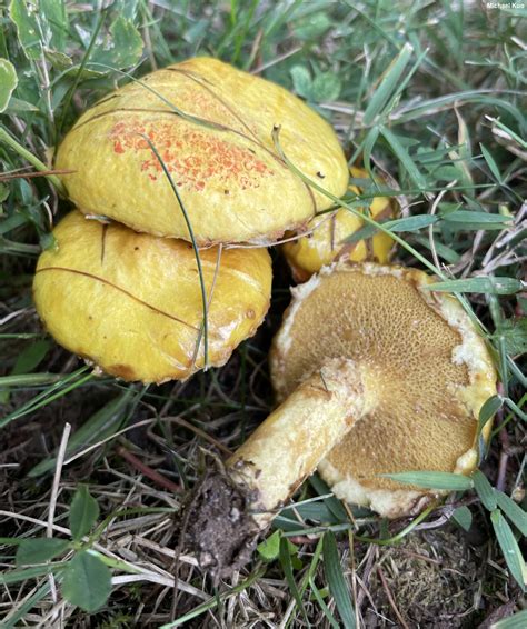 Suillus americanus (MushroomExpert.Com)