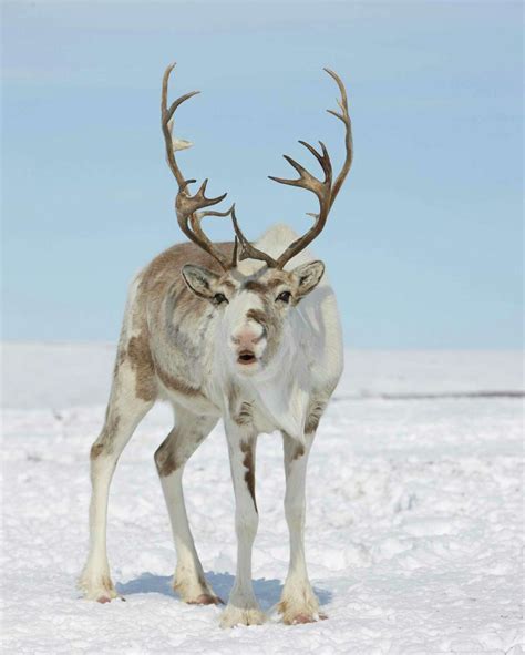 Santa’s reindeer have a lot of nonmagical relatives, but they’re ...