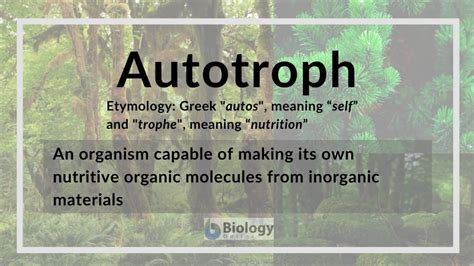 Autotroph - Definition and Examples - Biology Online Dictionary