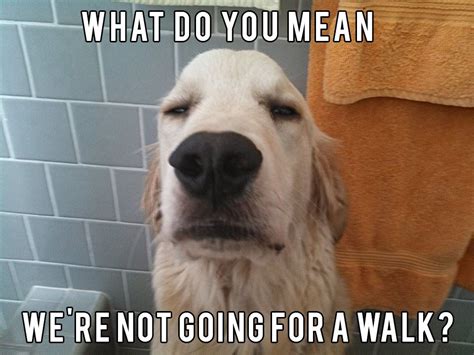 12 Best Golden Retriever Memes