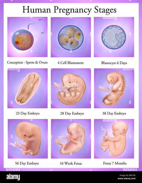 Human pregnancy stages Stock Photo: 65461914 - Alamy