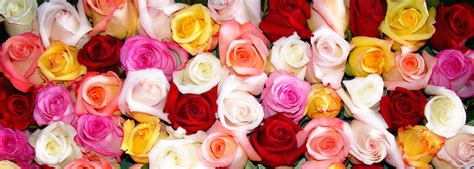 What the Many Different Colors of Roses Symbolize - Julia's Florist