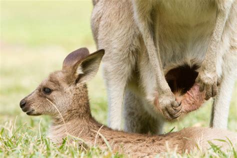 Kangaroo Pouch Stock Photos, Pictures & Royalty-Free Images - iStock