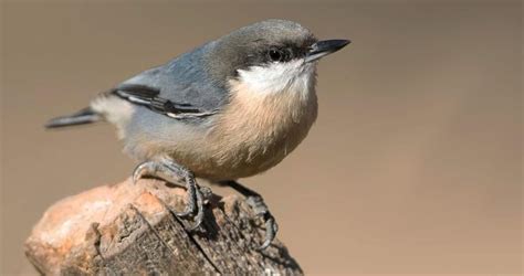 Pygmy Nuthatch Identification, All About Birds, Cornell Lab of Ornithology