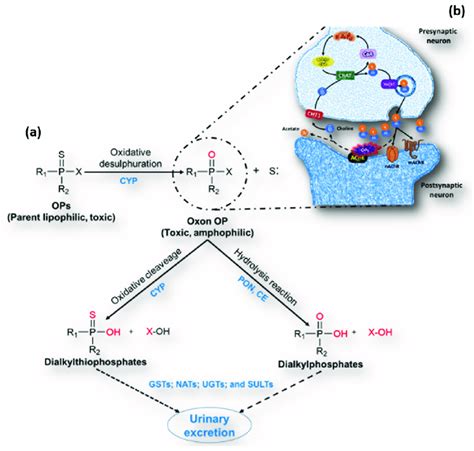 General metabolic pathway of organophosphate pesticides with the... | Download Scientific Diagram