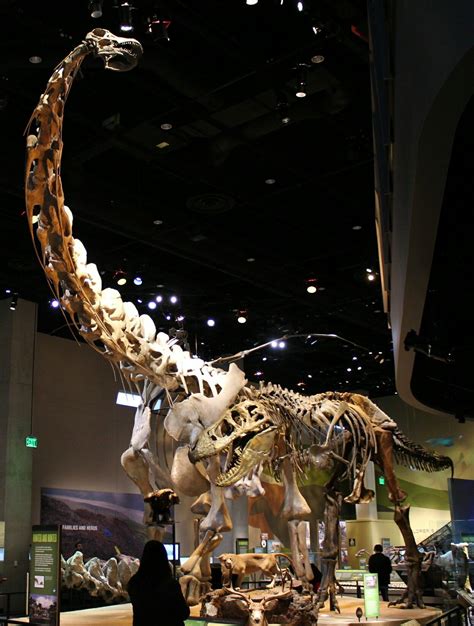 Alamosaurus. | Fossils, Dinosaur fossils, Prehistoric dinosaurs