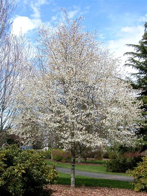 Allegheny Serviceberry Spring Flurry. Amelanchier laevis 'JFS-Arb'. 30 ...