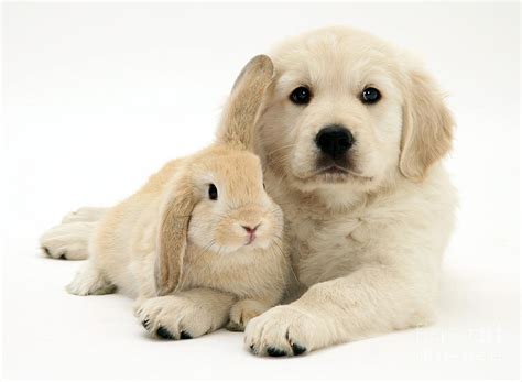 Puppy And Bunny Photograph by Jane Burton - Pixels