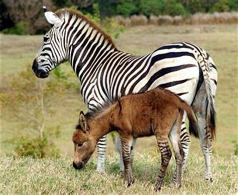 Zebra + Donkey = Zonkey. - Neatorama