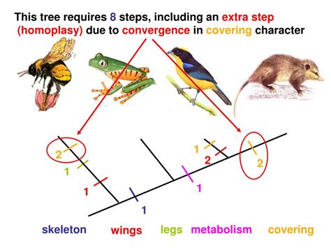 PPT - What is a synapomorphy? PowerPoint Presentation - ID:59736