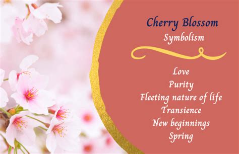 Cherry Blossom Flower - Meaning and Symbolism - Symbol Sage