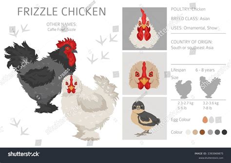 Frizzle Chicken breeds clipart. Poultry and farm - Royalty Free Stock Vector 2393969875 - Avopix.com