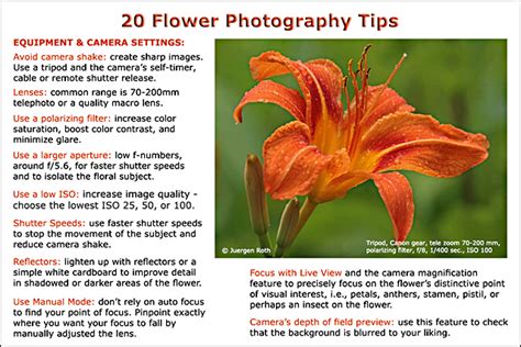 20 Flower Photography Tips | Apogee Photo Magazine