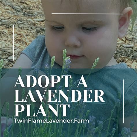 lavender-needs-a-hard-prune - Twin Flame Lavender Farm Michigan