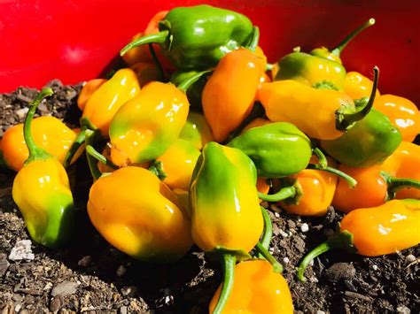 How to Grow Habanero Pepper Plants In Pots | Grow Hot Peppers