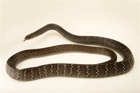 Indian rat snake (Ptyas mucosus) - Joel Sartore