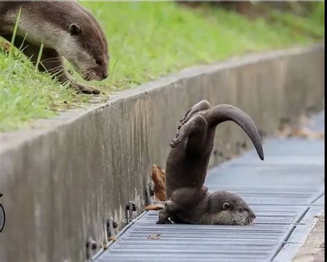 60 Baby otter pictures that will have you smiling on the gloomiest day ...