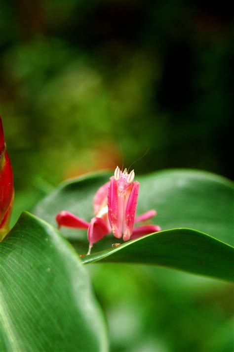 Reader Submitted Orchid Mantis Photos | Featured Creature