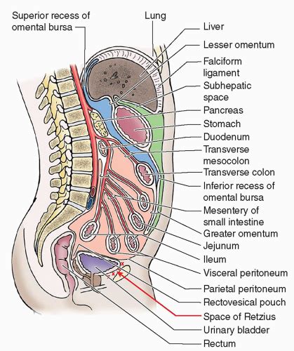 The Peritoneal Cavity Greater Sac Lesser Sac TeachMeAnatomy, 52% OFF