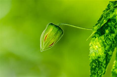 Flower Bud Free Stock Photo - Public Domain Pictures