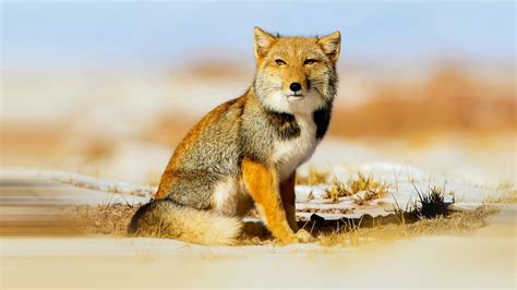 Tibetan Fox