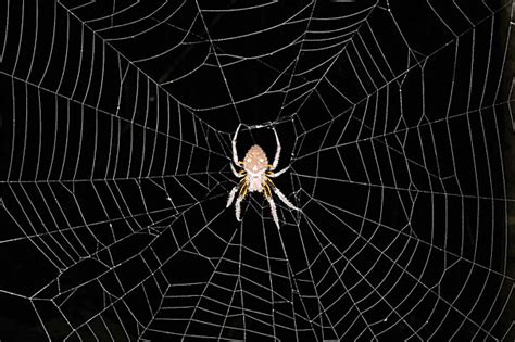 Untangling spider webs — Harvard Gazette