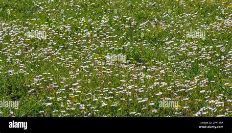 Flower meadows are large rustic meadows dotted with wildflowers in ...