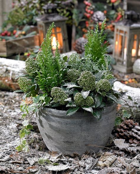 Winter arrangement of hardy plants – License image – 11063586 Image ...