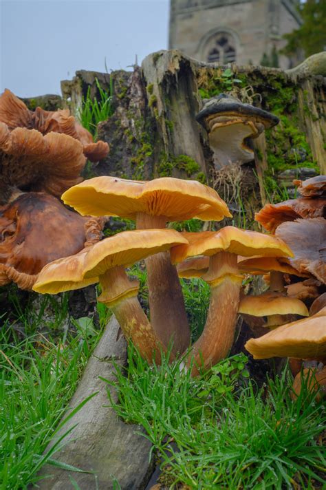 Forest of Decomposers | A brilliant collection of fungi grow… | Flickr