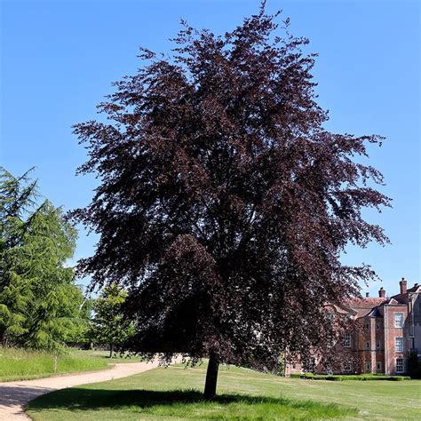 Buy copper beech/purple beech Fagus sylvatica f. purpurea