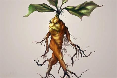 Magical Mandrake Root History, Folklore and Uses