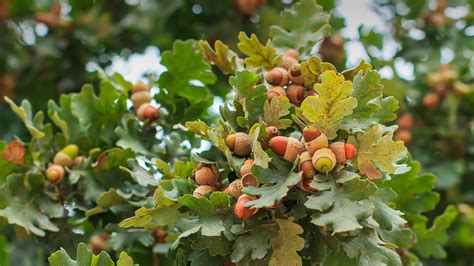 Oak | San Diego Zoo Animals & Plants