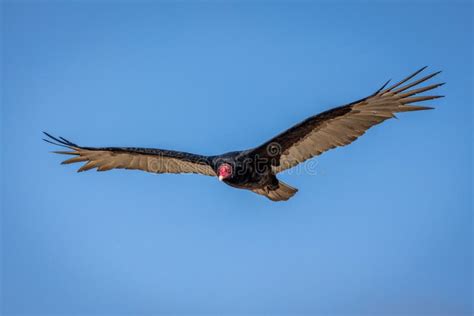 The California Condor Soaring through the Air with a Wingspan of 3 Meters Stock Image - Image of ...