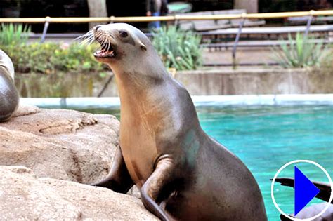 Live Streaming Webcam | Sea Lions | Bronx Zoo | New York | United States