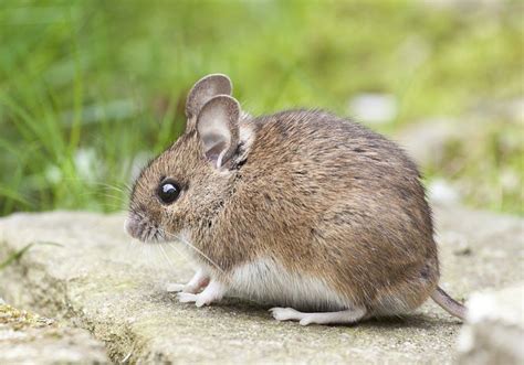 7 Rodent Proofing Tips to Keep Your House Mouse-Free