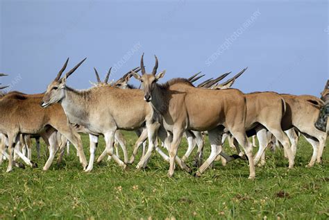 Eland antelope herd - Stock Image - Z956/0253 - Science Photo Library