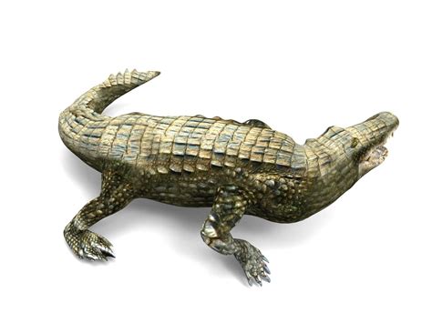 3D crocodile rigged animation - TurboSquid 1230493